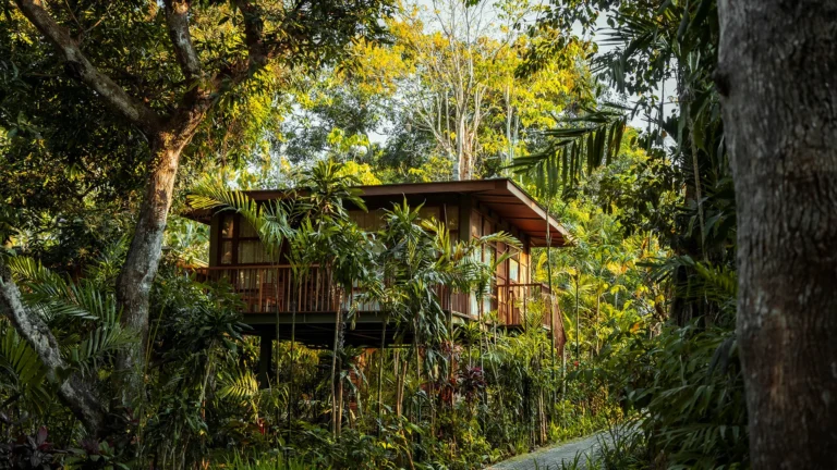 Treehouse Studio Side
