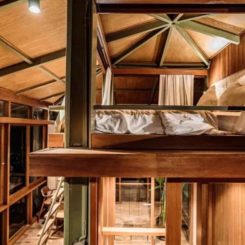 pinanga-coronata (1)